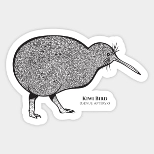 Kiwi Bird with Common and Latin Names - on white Sticker